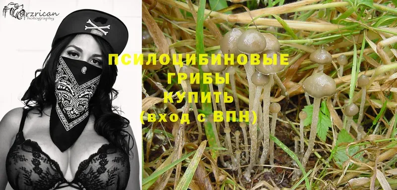 Галлюциногенные грибы Magic Shrooms  где купить наркоту  Кяхта 